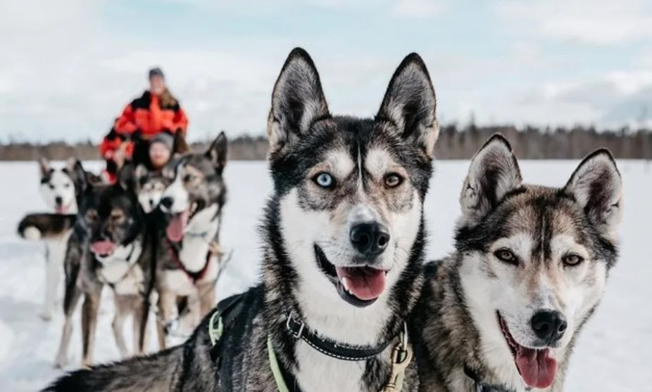 budget voyage Laponie